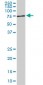 ACBD3 Antibody (monoclonal) (M02)